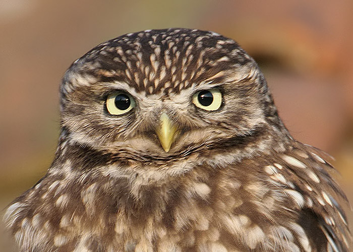 roofvogels uilen 700-500.jpg